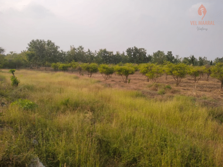Manachanallur_20 acres