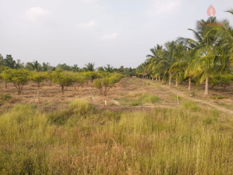 Manachanallur_20 acres