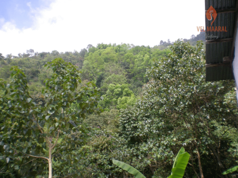 kodaikanal 100 acers